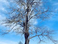 -硗碛藏寨·神木垒景区