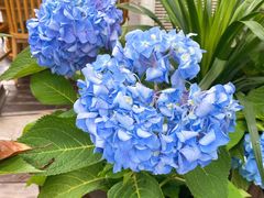 -二荆条·蜀鲜汇城市森林火锅