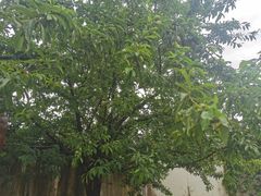 -老杨砂锅鱼庄