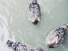 -长兴太湖图影湿地文化园