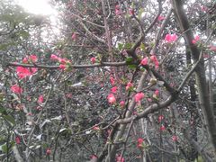 景点-神仙树公园