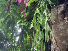 -中国科学院西双版纳热带植物园
