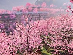 -灵光寺