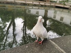-西园寺
