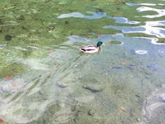 -柯尼希湖