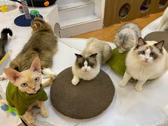 -COLOR PETS 撸猫馆·购猫·猫咖(长风大悦城店)