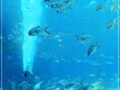 -亚特兰蒂斯•OSSIANO奥西亚诺海底餐厅