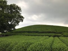 -听风阁农家私房菜茶楼(龙坞店)