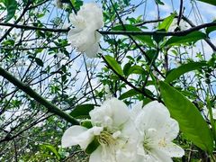 -南国桃园旅游度假区