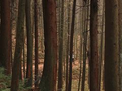 -山王坪喀斯特国家生态公园