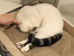 -Cappucimeow猫咪咖啡馆(韦伯时代店)