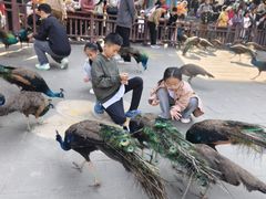 -西双版纳原始森林公园