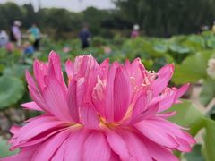 -莲花池公园