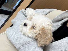 -瑞派康怡24h宠物医院·犬猫医疗中心·微创绝育(瑞景分院)