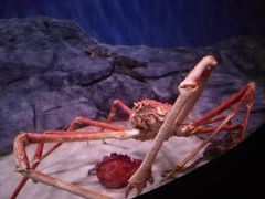 -新加坡海洋生态馆