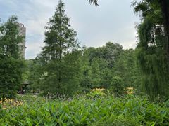 -重庆彩云湖湿地公园