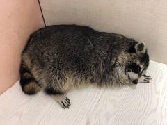 -浣熊柯尔鸭土拨鼠·电玩咖