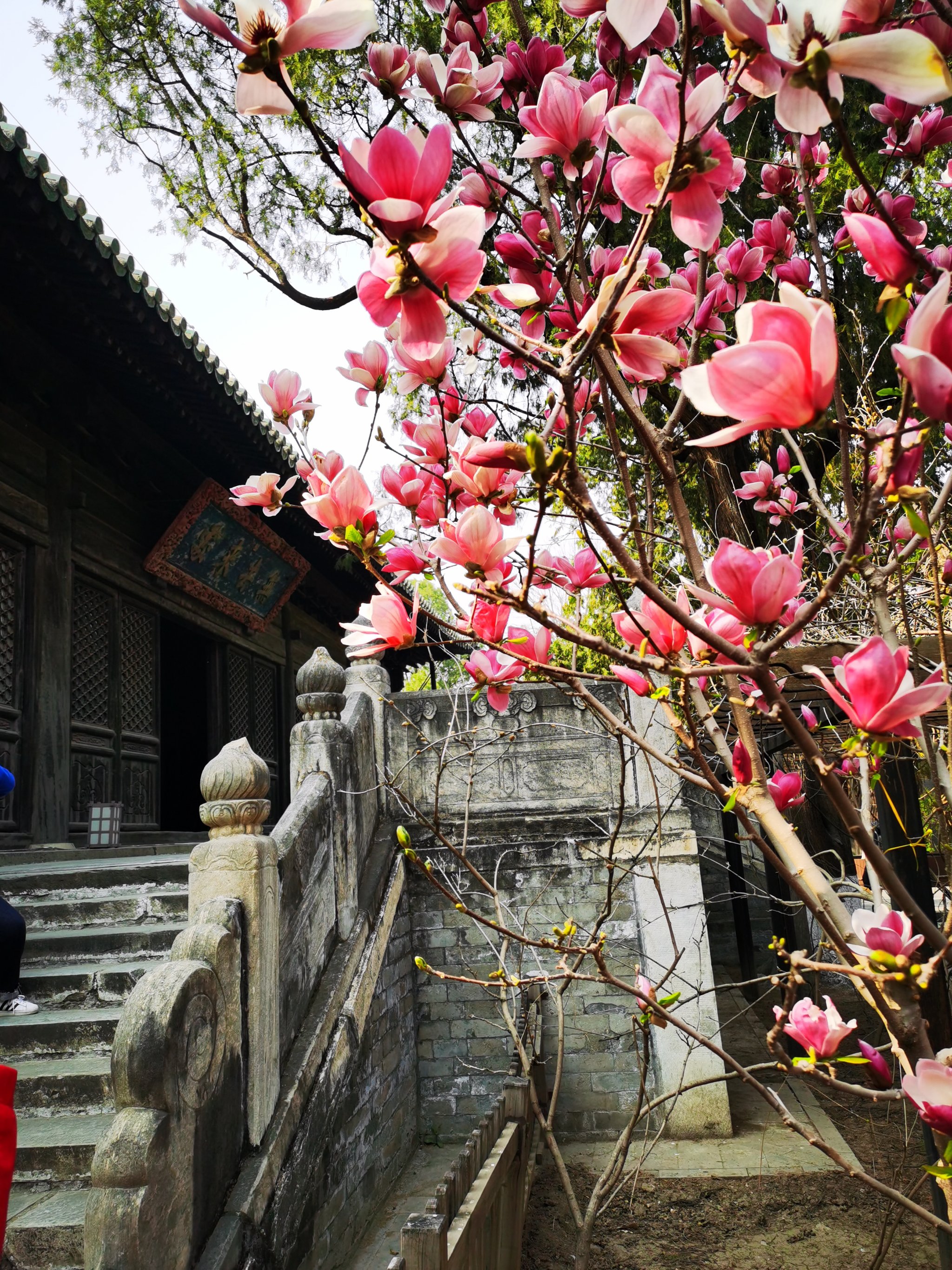 北京大觉寺古玉兰图片