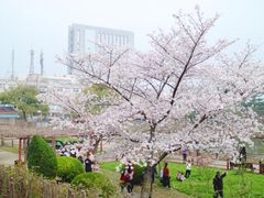 -嘉定紫藤园