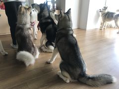 -Husky Go! 哈士奇体验馆·宠物咖啡厅狗咖
