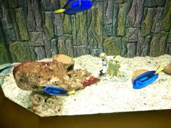 -北戴河圣蓝海洋公园