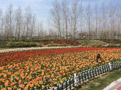 荷兰花海-荷兰花海