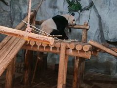 -深圳野生动物园