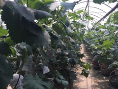 -马陆小张葡萄园农家乐