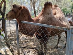 -长白岛森林公园