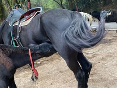 -铁山坪森林公园