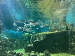 -嘉兴海底世界