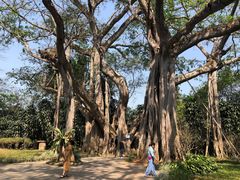 -瑞丽独树成林风景区