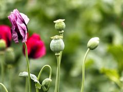 -国家植物园南园