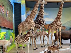 -陕西自然博物馆