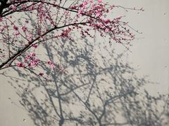-上海辰山植物园