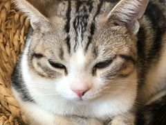 -飞行喵MR PILOT|猫舍·猫咖(静安大融城店)