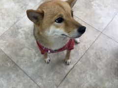 -美联众合动物医院·24h转诊中心