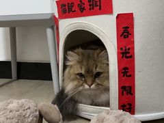 -猫大福·Fortune Cat猫舍(百子湾店)