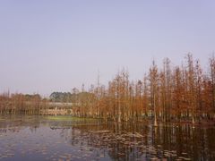 -白鹭湾湿地公园