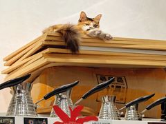 -玫瑰咖啡(中山六路店)