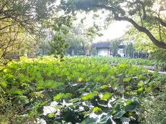 -上海醉白池公园