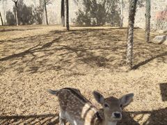 -石家庄市动物园