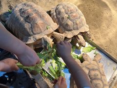 -上海大自然野生昆虫馆