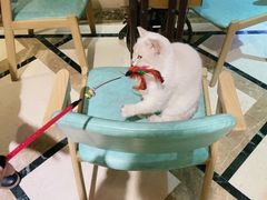 -猫色咖啡·猫咖