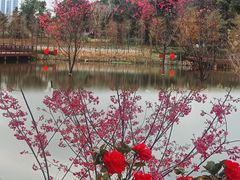 -王借岗森林公园
