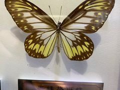 -上海昆虫博物馆