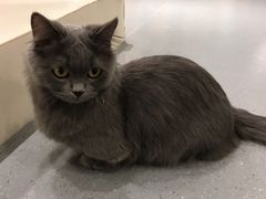 -飞行喵MR PILOT|猫舍·猫咖(静安大融城店)