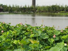 -西海子公园