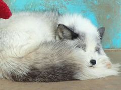 -宫城藏王狐狸村