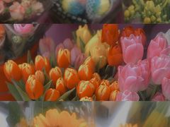 -宝鸡东道花鸟鱼虫市场(吉利花园商场店)